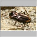 Notiophilus biguttatus - Laufkaefer 01a 5mm.jpg